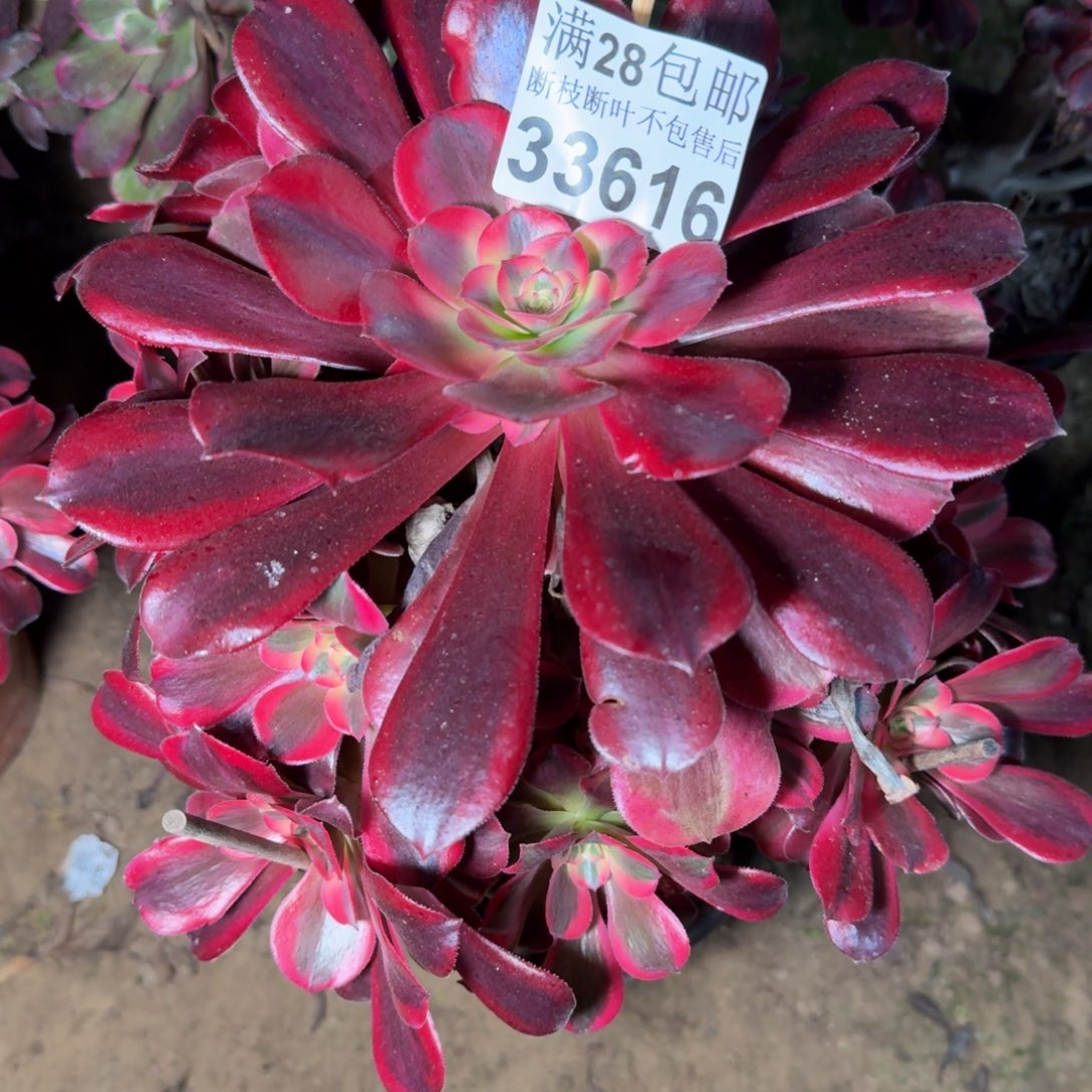 33616美杜莎多肉植物
