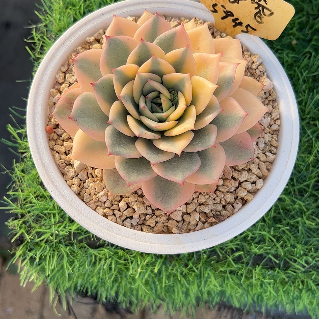 贝加尔湖锦多肉植物