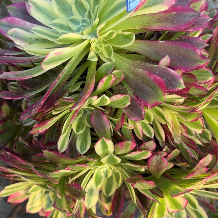 有瑕疵天和多肉断枝不包11