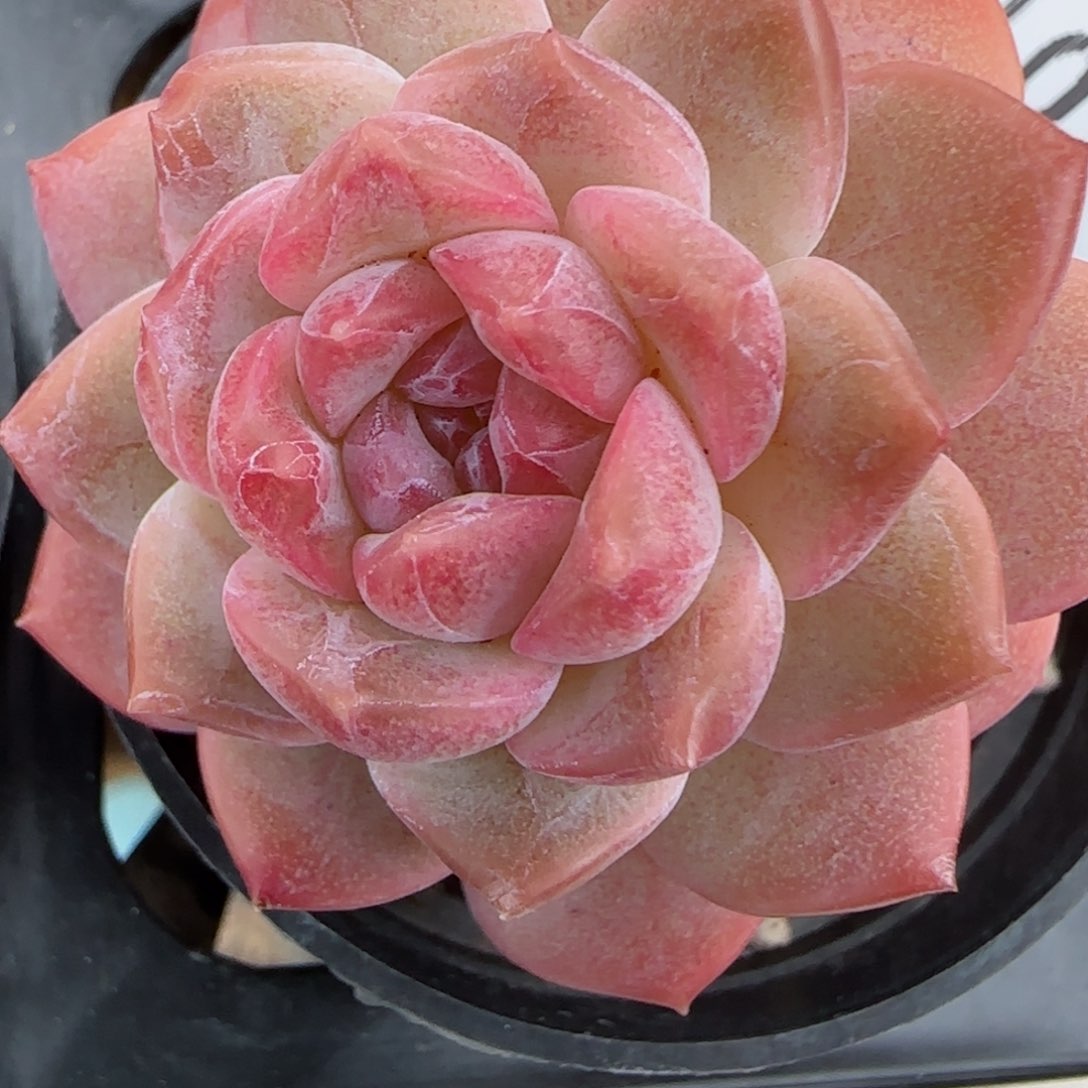 花语逸镜0203-510