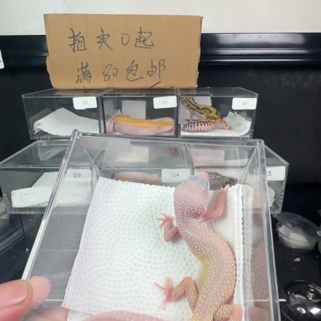 豹纹守宫恶魔白酒妹妹