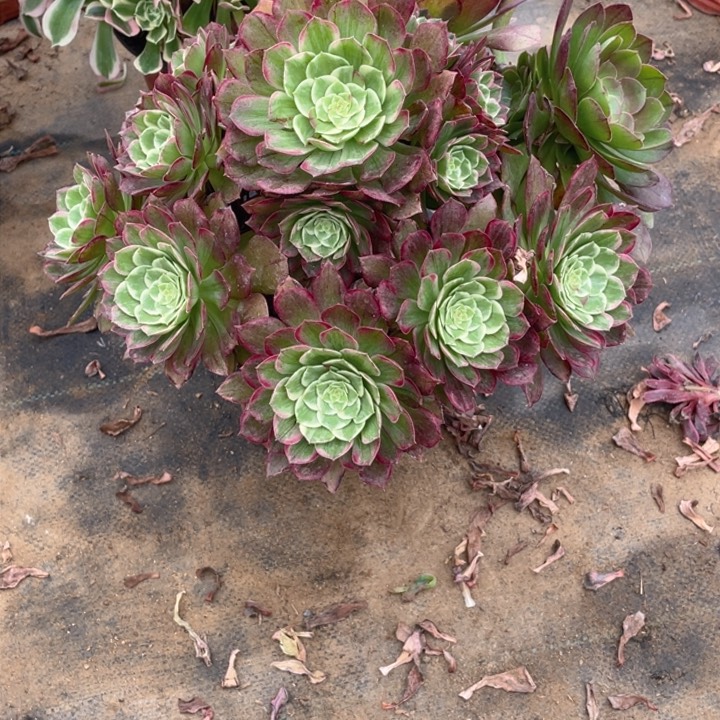 317莲花法师多肉断枝不售后