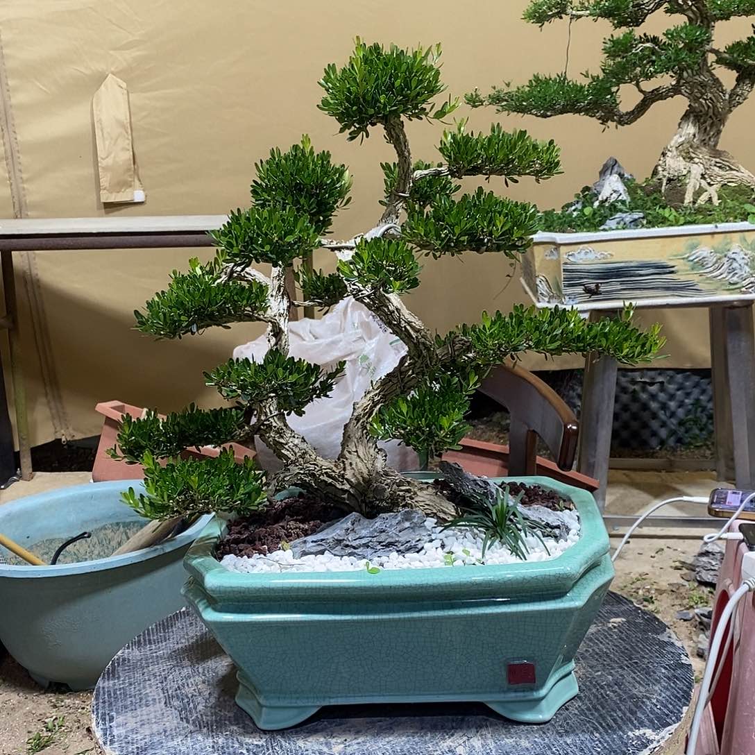 当前无花朵，栽培后可花朵