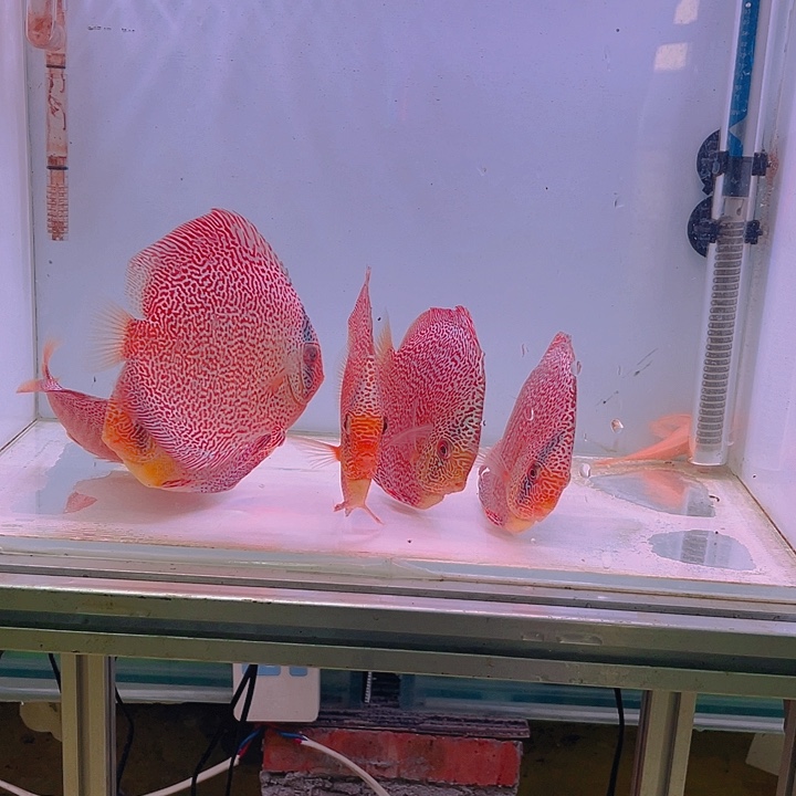 七彩神仙鱼大****！18栋