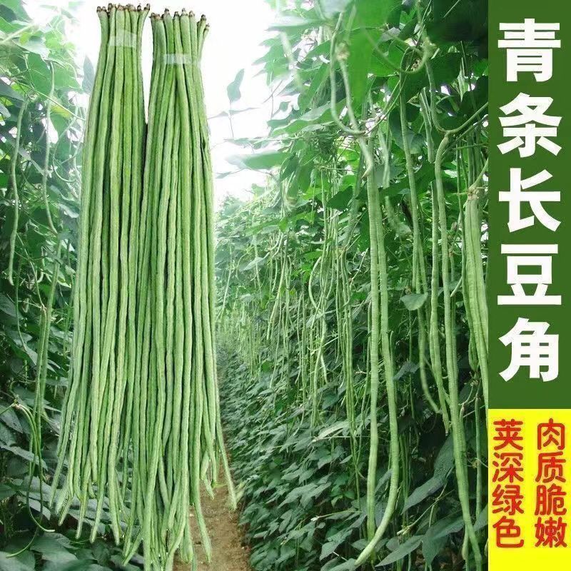 【豇豆豆角种子】红色不撘架豆角籽不爬藤豇豆种籽春秋阳台盆栽田