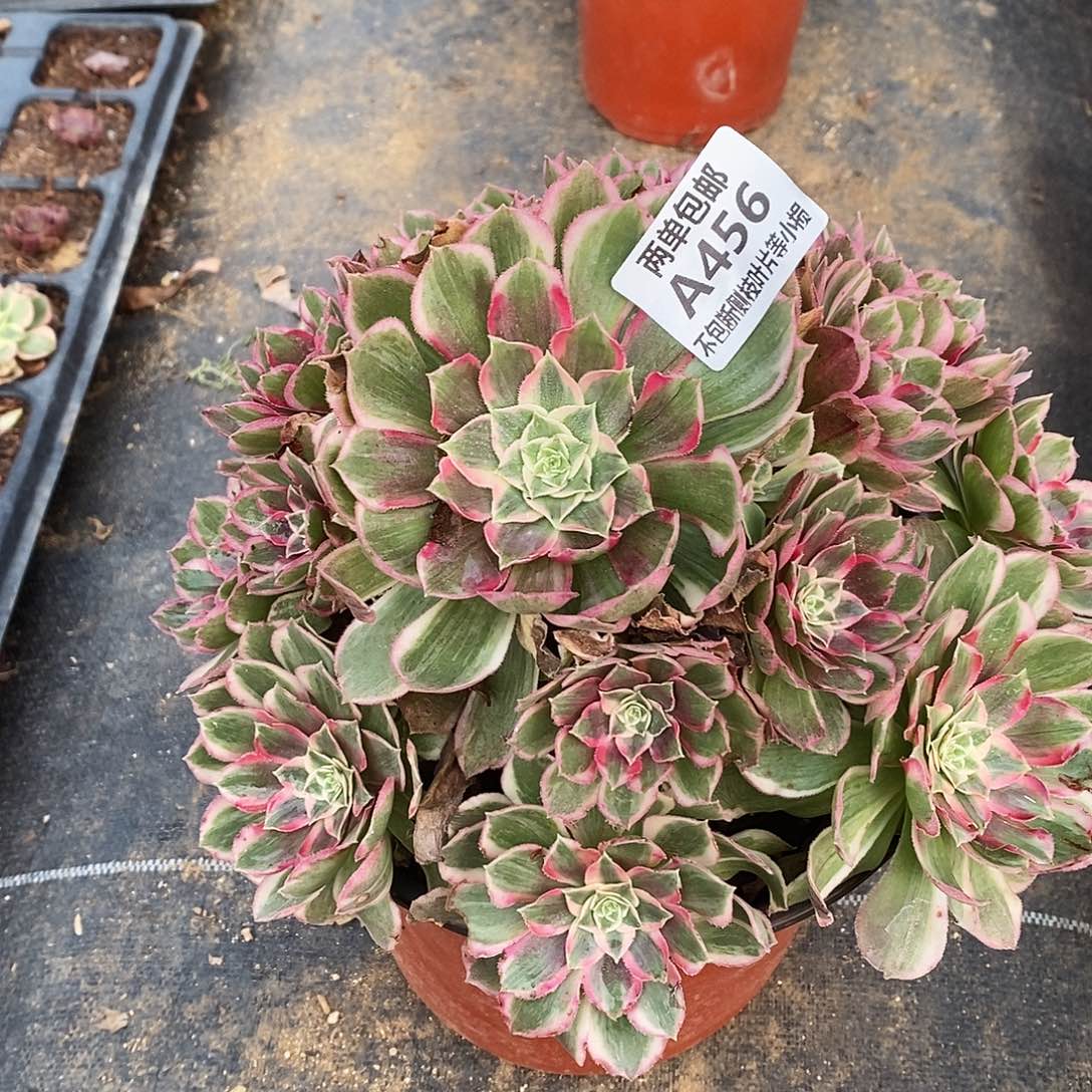 456孔雀翎多肉法师锦老桩