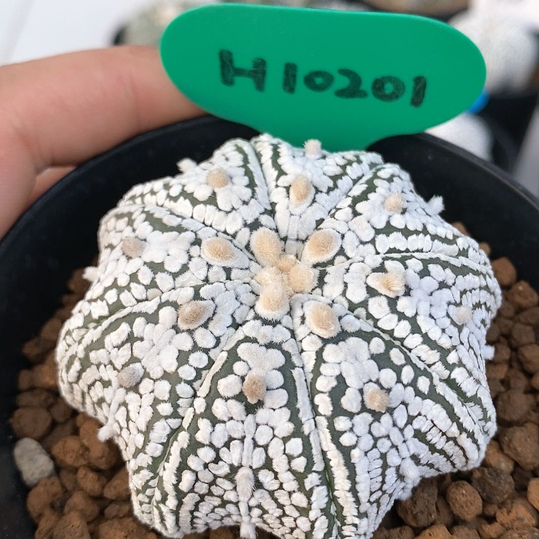 福利来咯我想买了呀哈哈