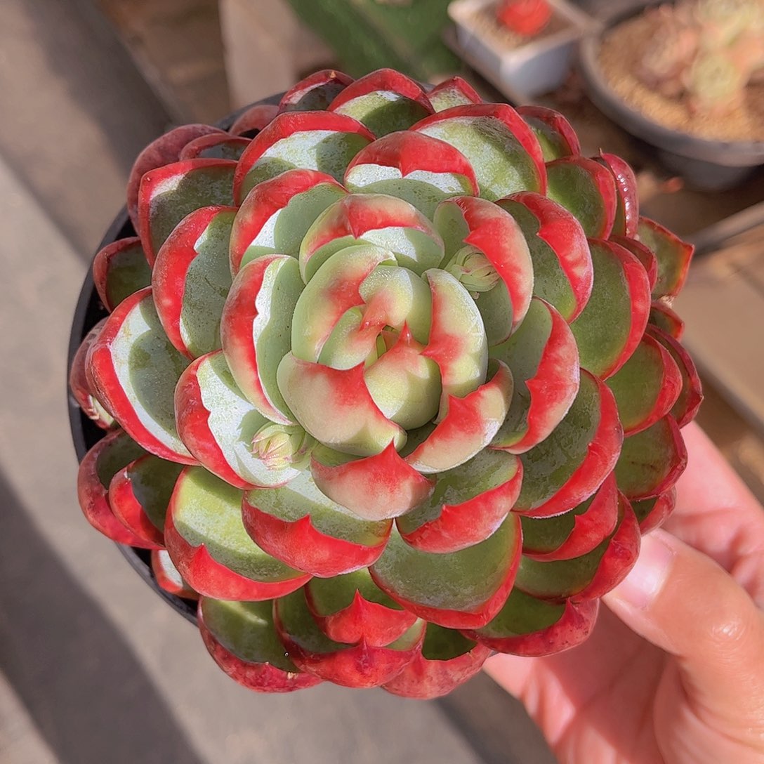 韩版惊鸿仙子多肉