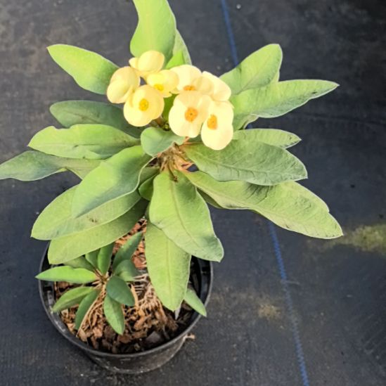 火***瑰完全开放白珍珠直播间一物一拍