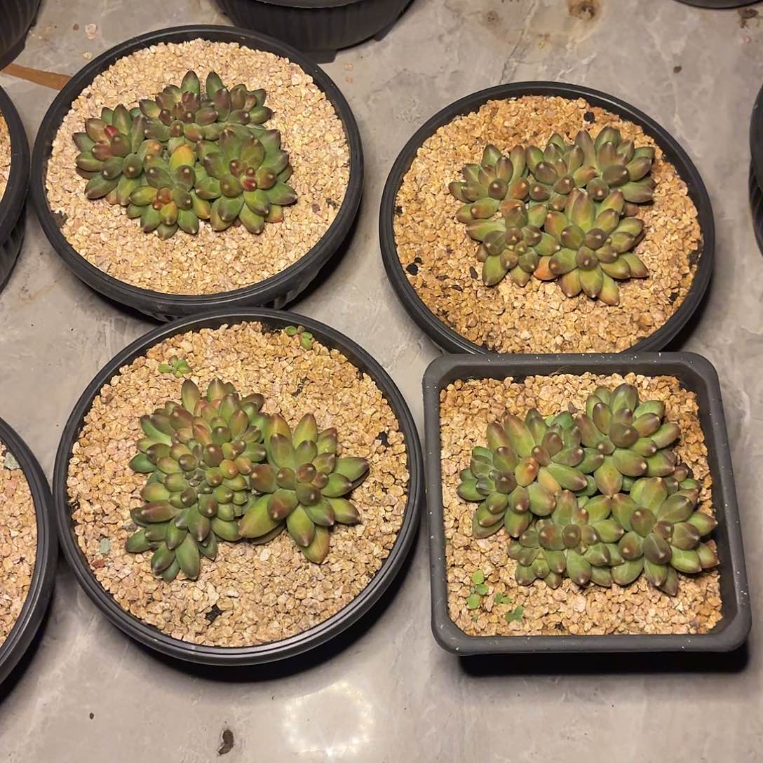 千代田1122111111111111