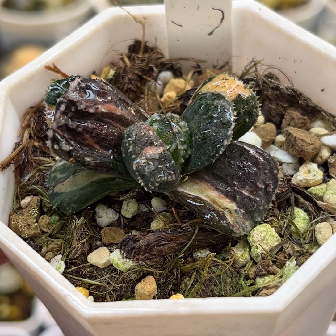 30摩多寿锦福利专场