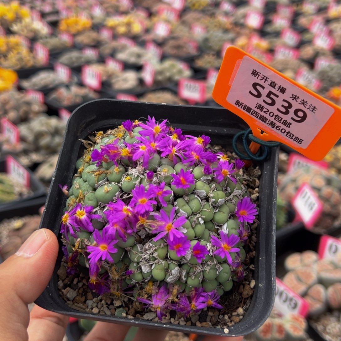 539 一物一拍，默认有伤，介意勿拍，不退不换