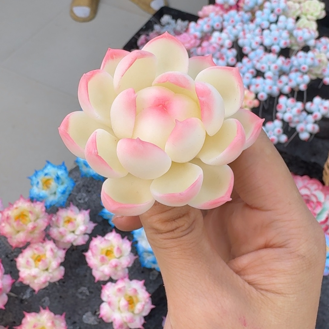 树脂制品36号哦哦哦哦哦哦哦