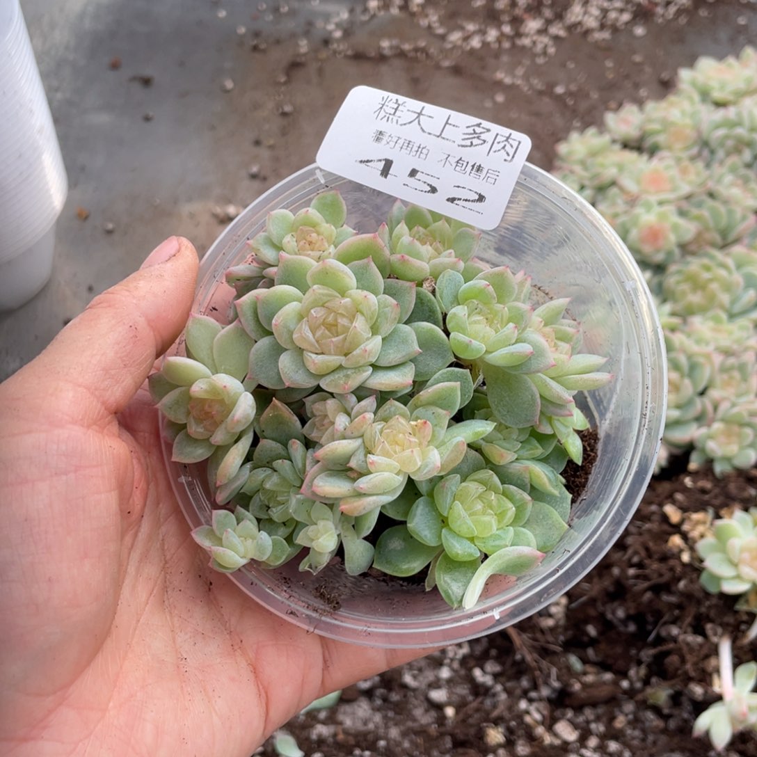 糕大上多肉植物452