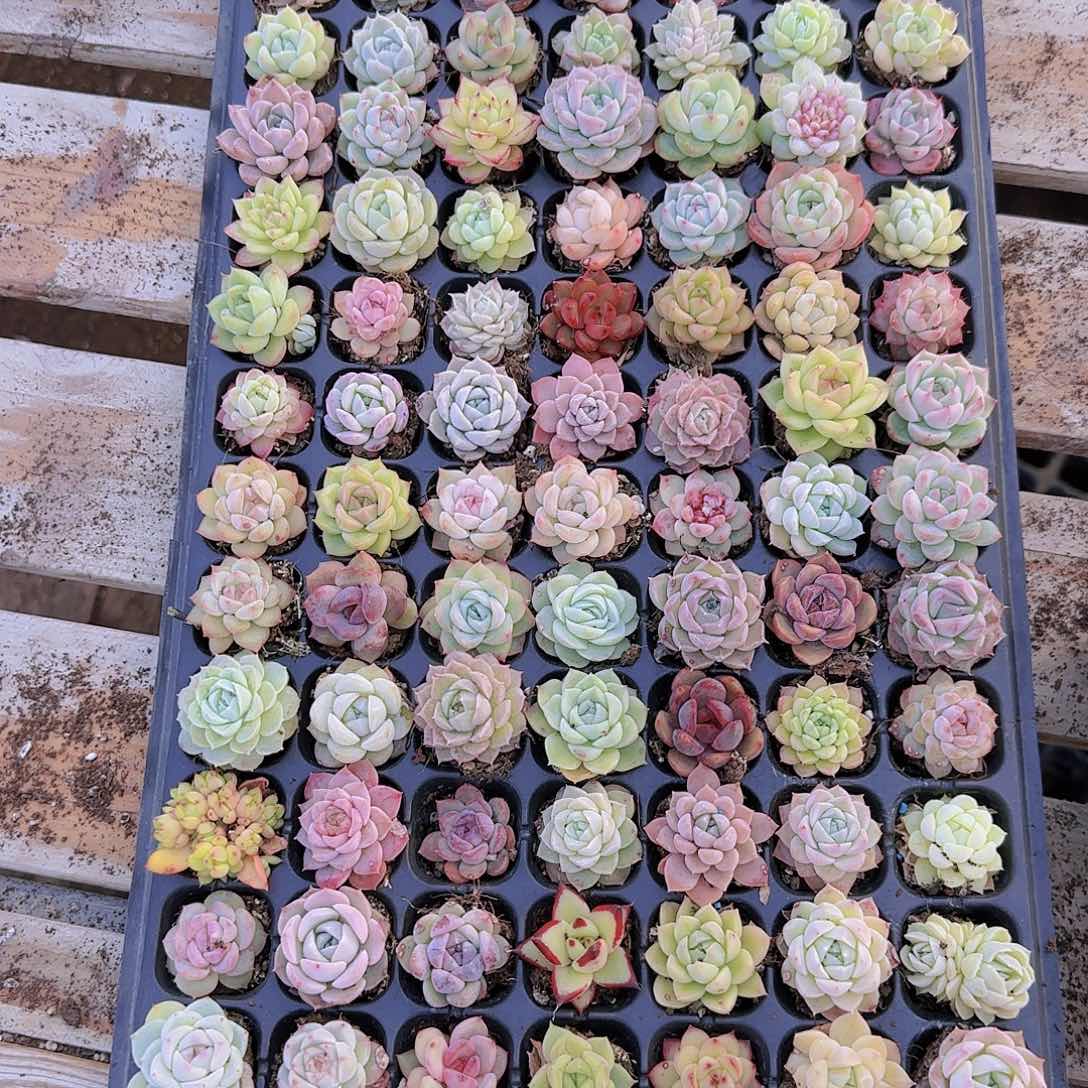 直播一物一拍多肉37