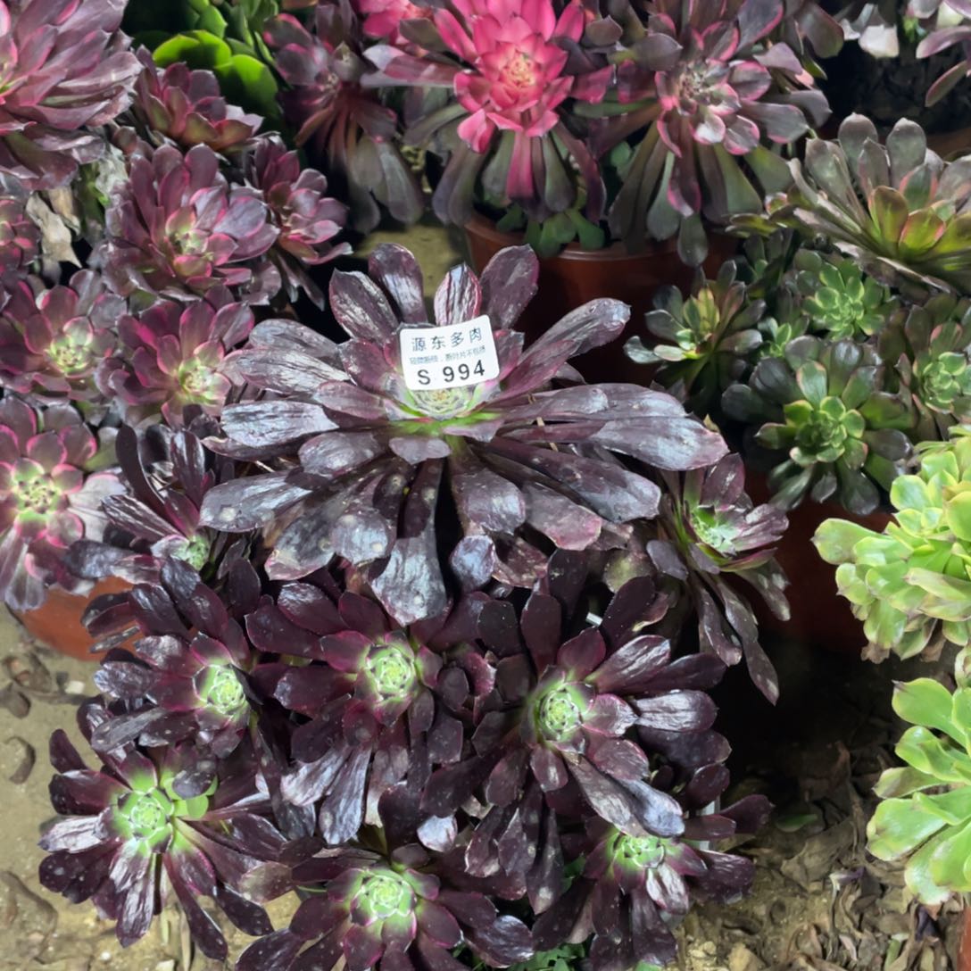 994莫言多肉法师断枝不包