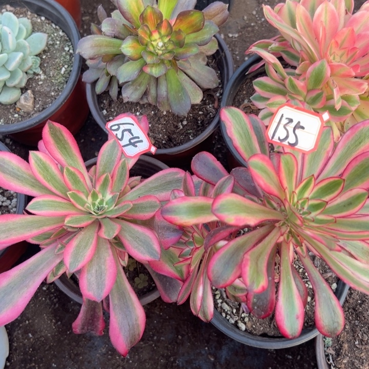 多肉植物135不售后