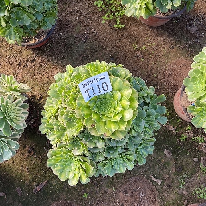 110翡翠琉璃多肉植物      