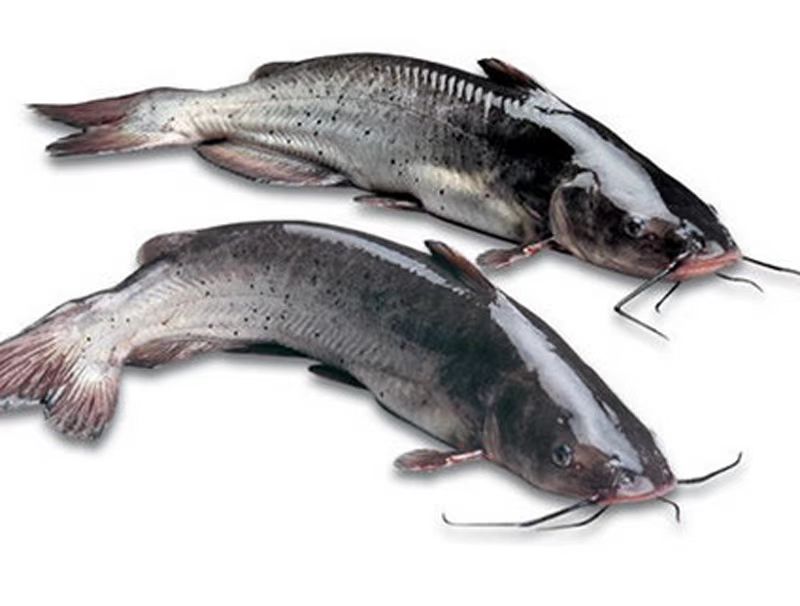 【五泉优选】渤海湾鲜活梭边鱼一条1500g~2000g