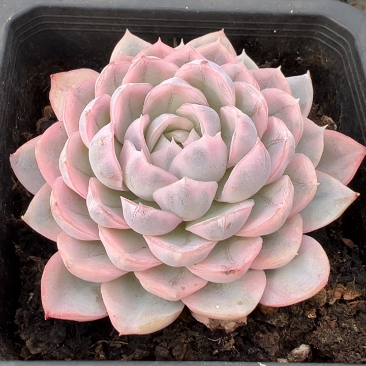 雪球锦一物一拍锦龙