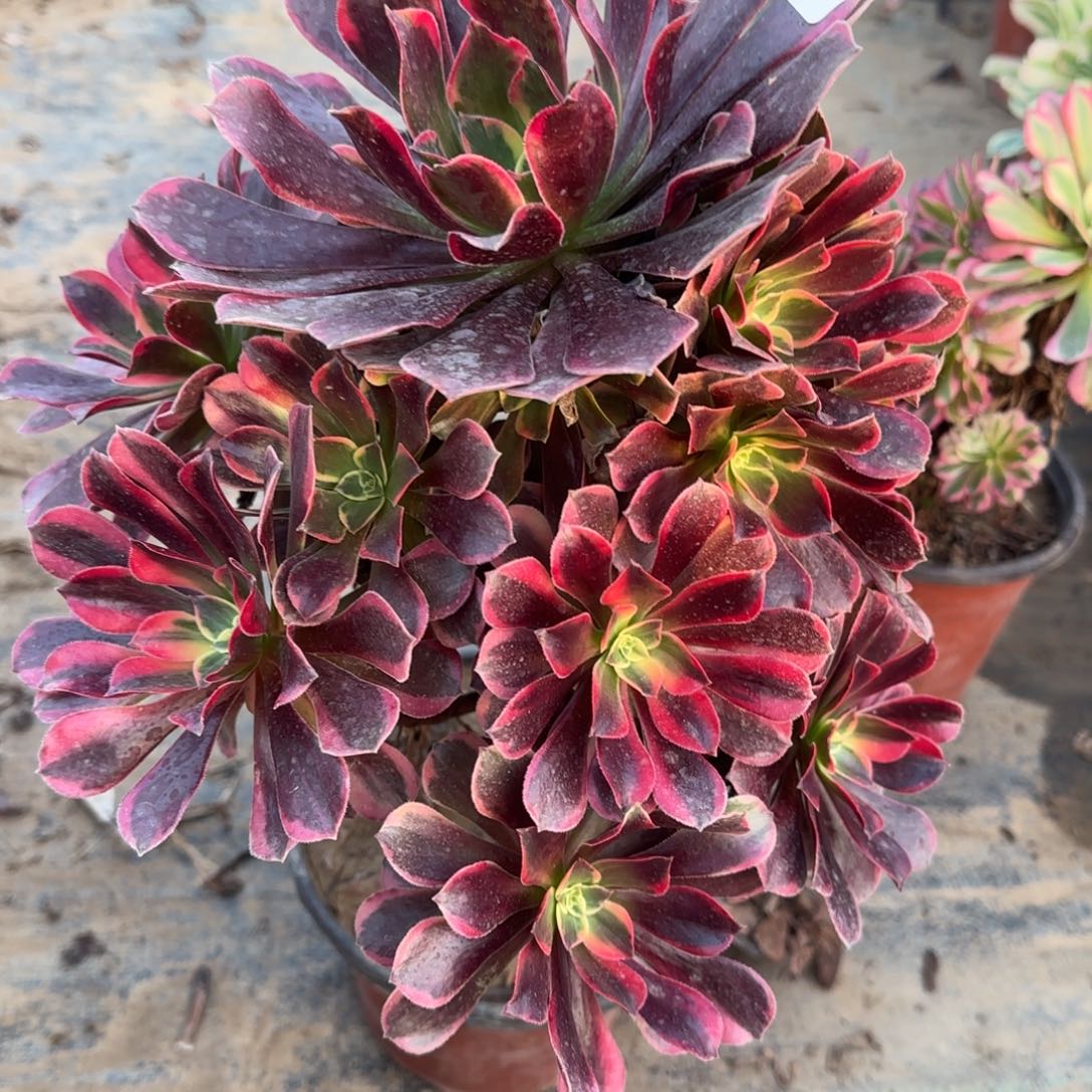 金丝139满20包邮断枝不包瑕疵