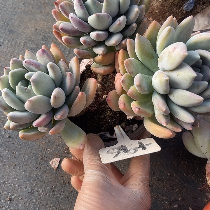 两单包邮，一物一拍96胖美人