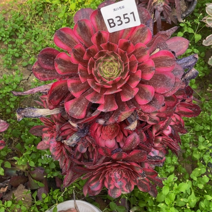 351白月光多肉植物