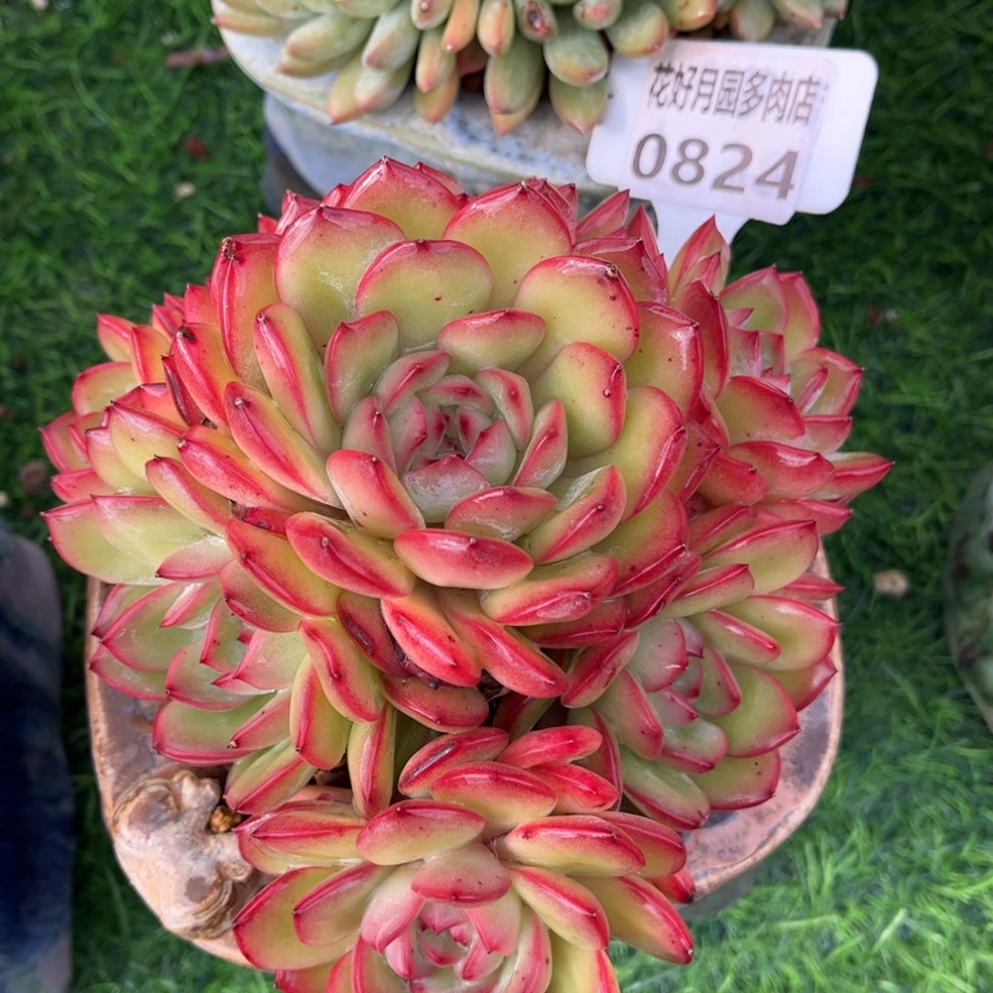 婷***婷多肉植物0284不带盆