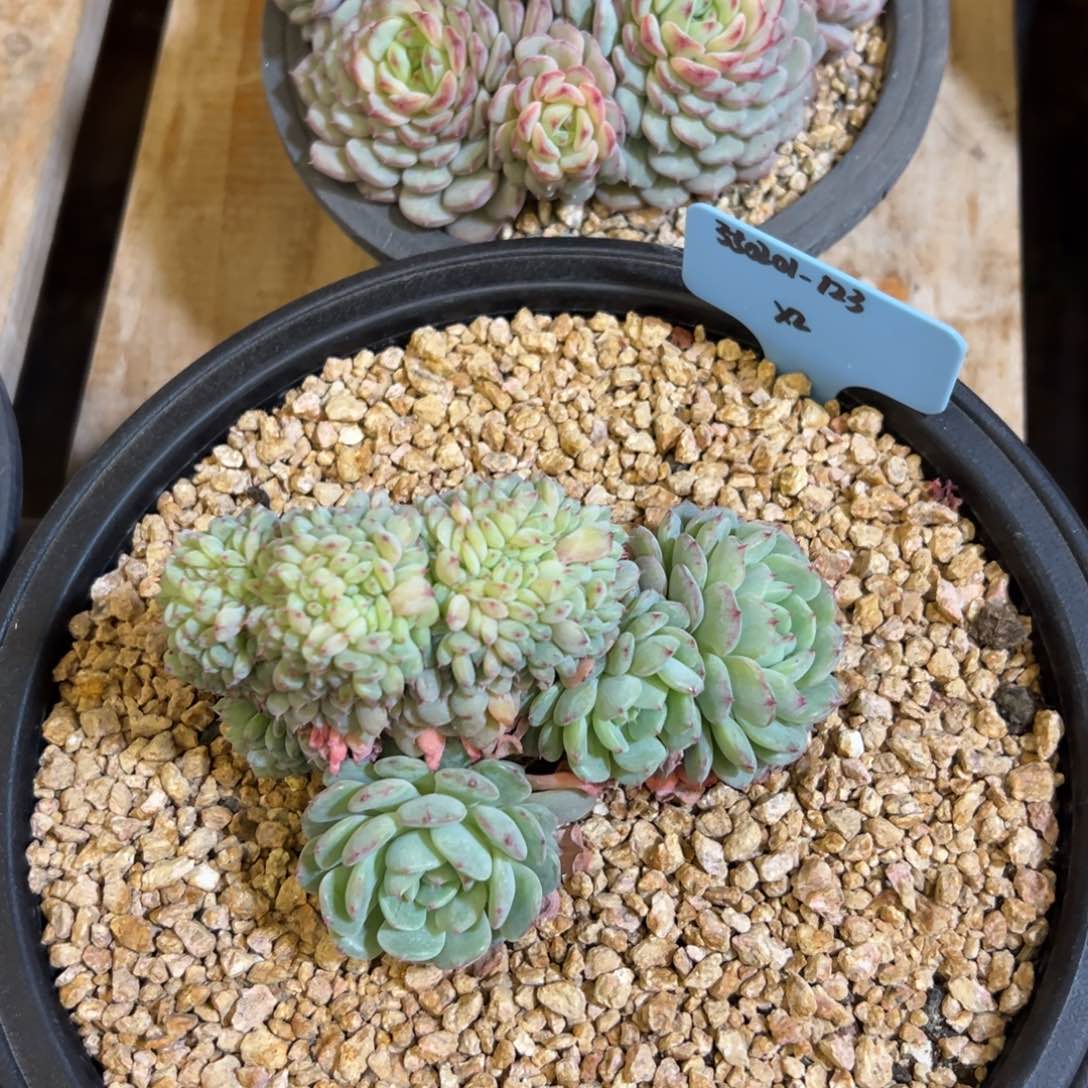 o**星350201-123白胖子2