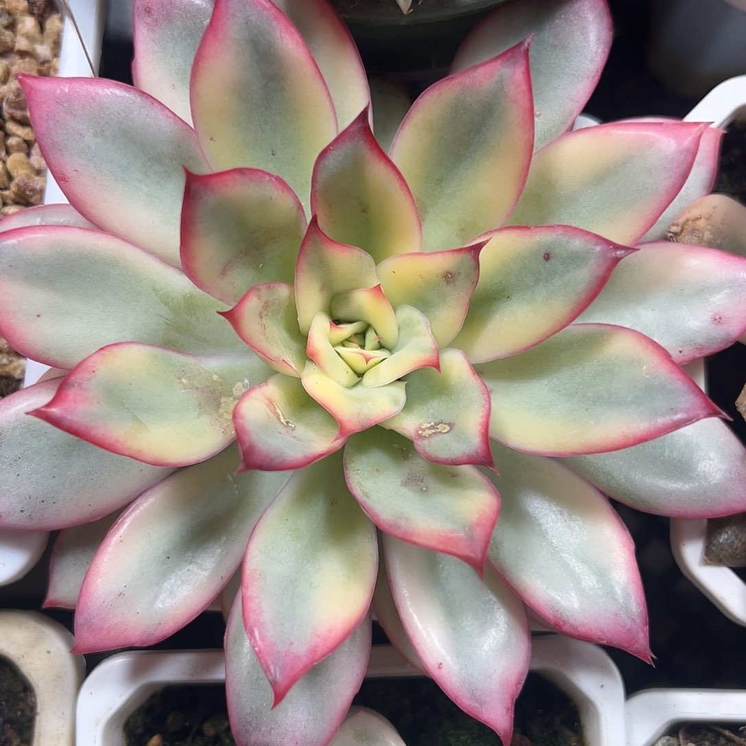 满38包邮月光女神锦