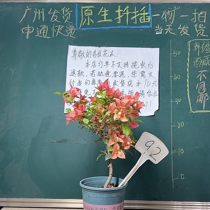 完全开放   酒红  92