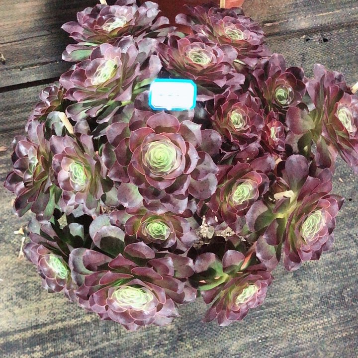 885魅金玫瑰多肉