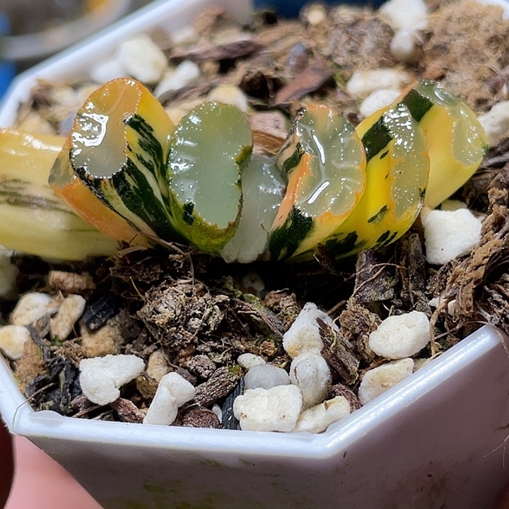 624道长锦特选福利