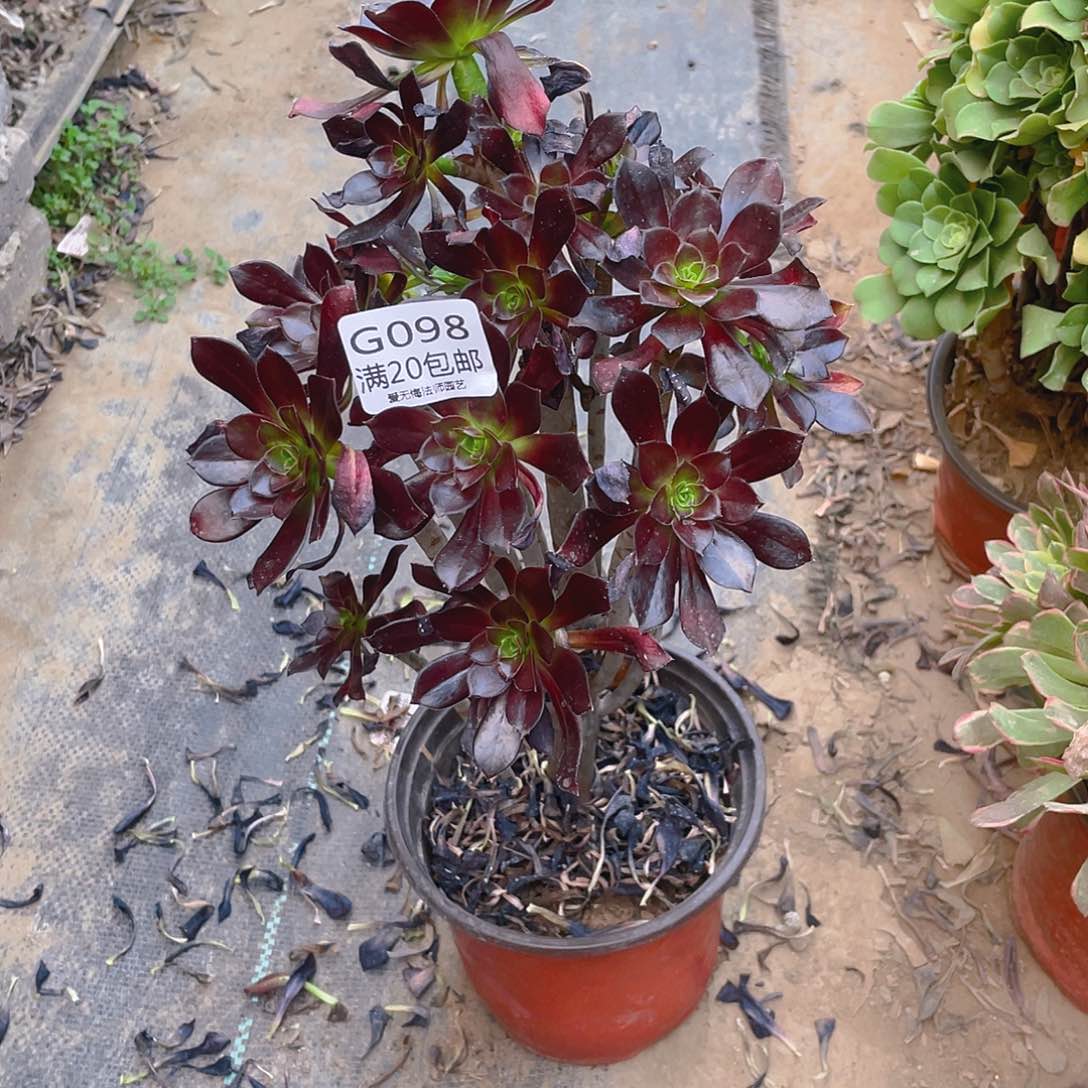 98黑法师多肉小损不包