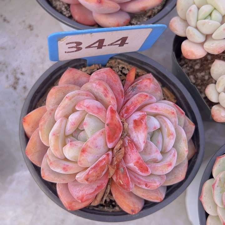 健健康康平平安安