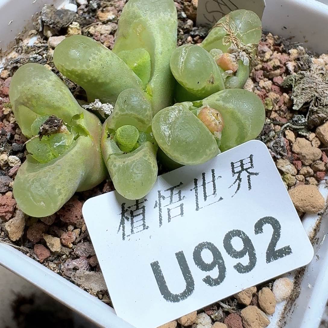 992盒多肉植物哇f