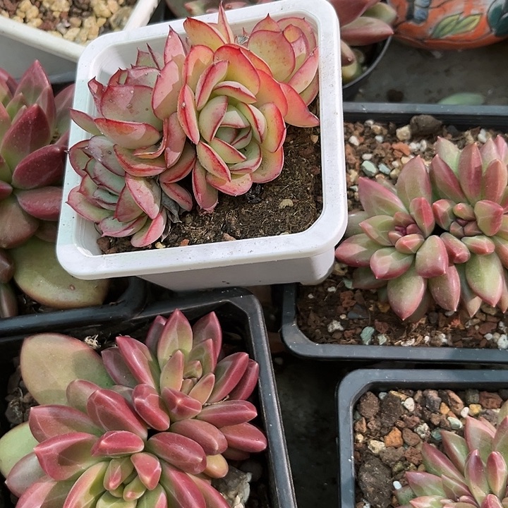 牡丹亭4566县辖县属8888898