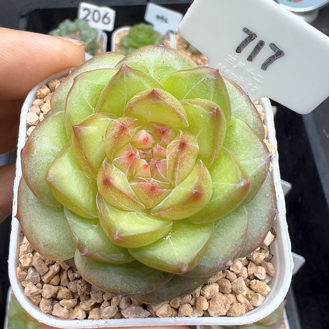 717号月华 晗雨多肉