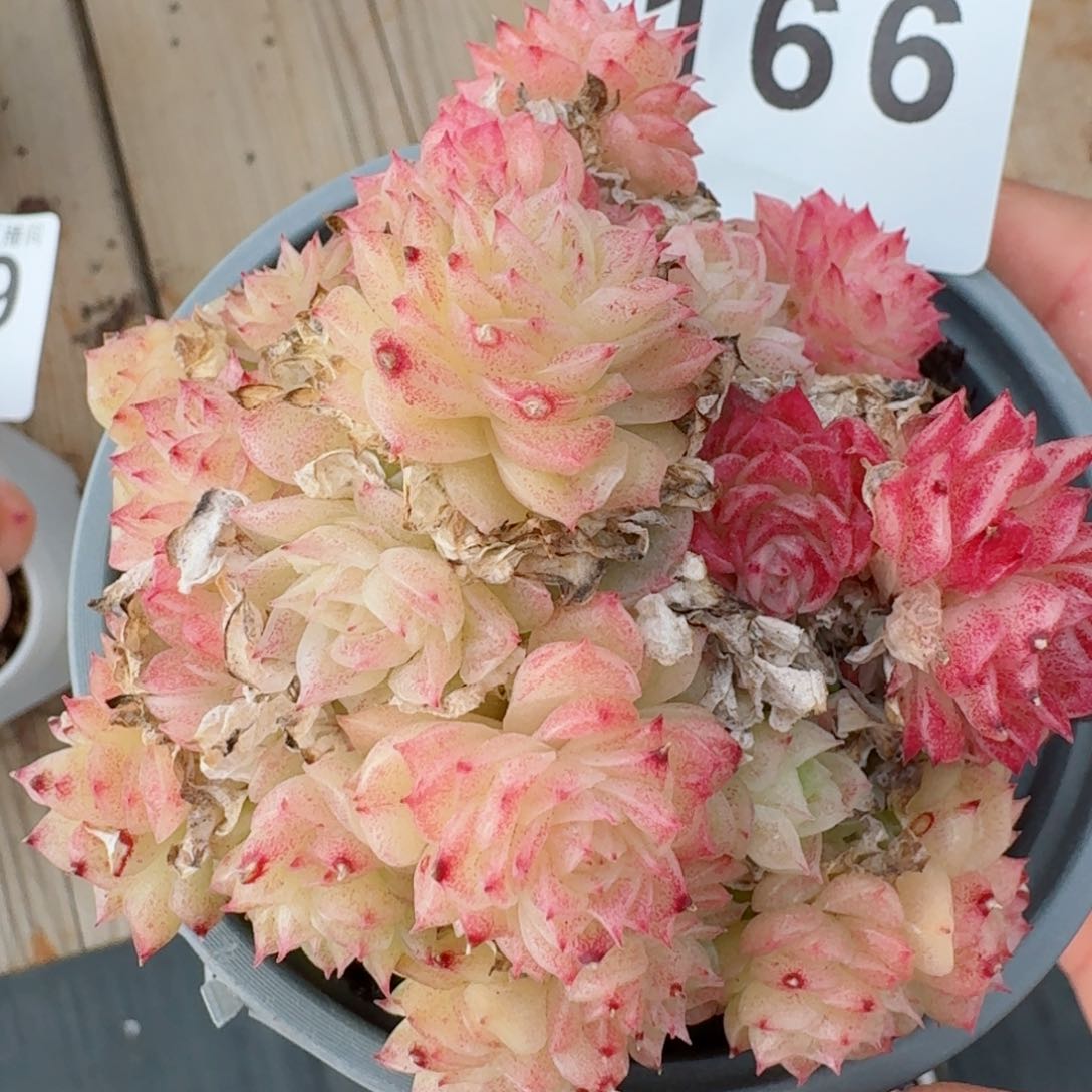 麦秆群生       多肉植物