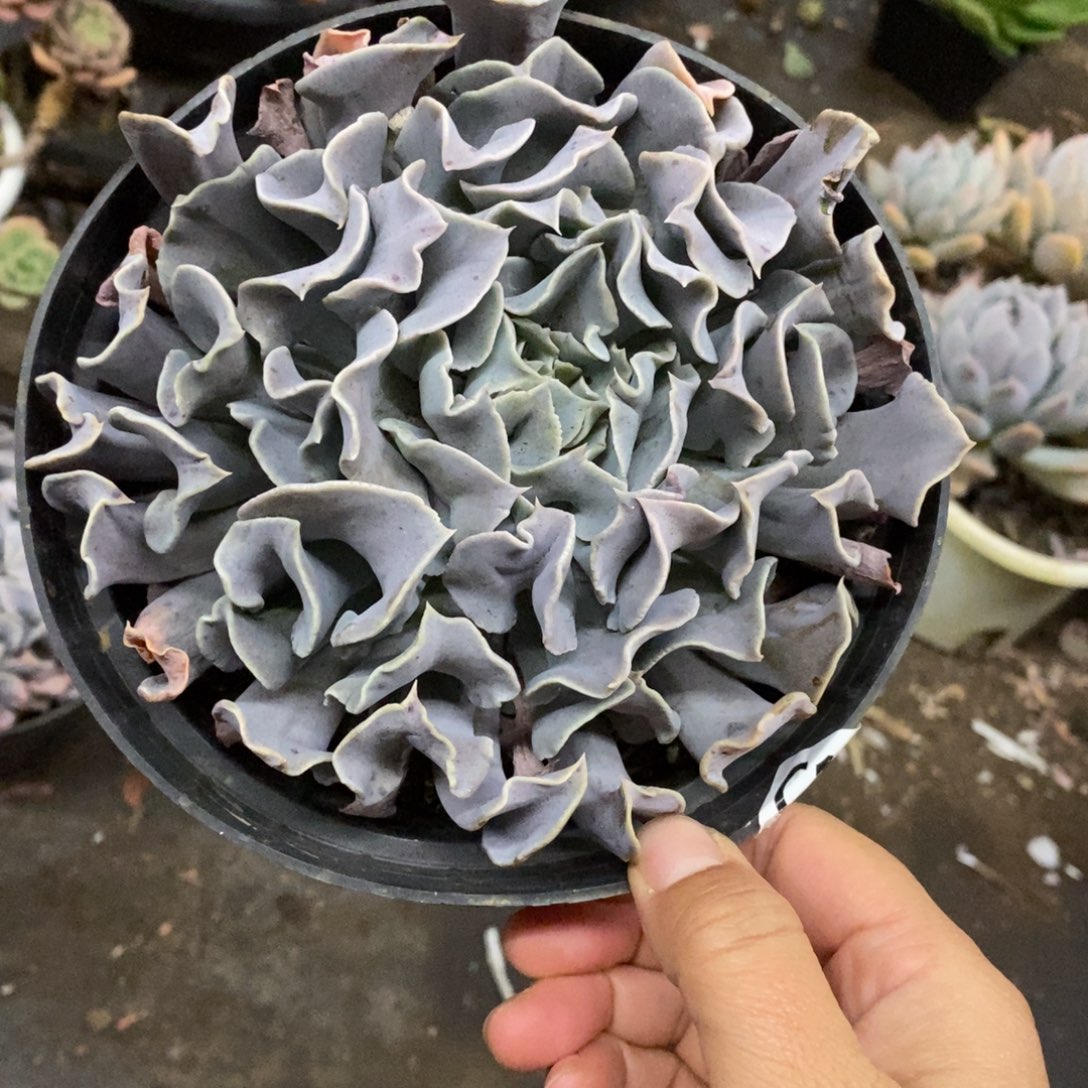 天鹅湖大单头老桩