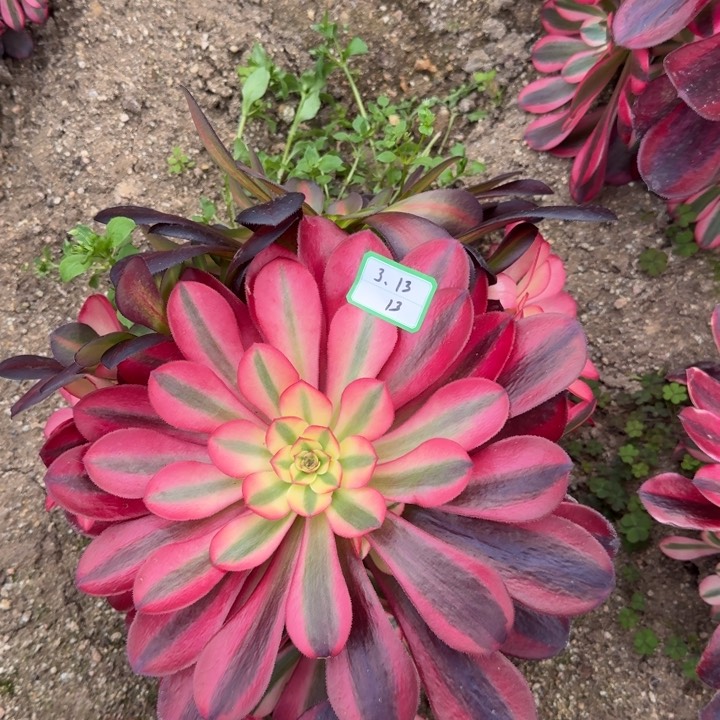 美杜莎多肉植物13