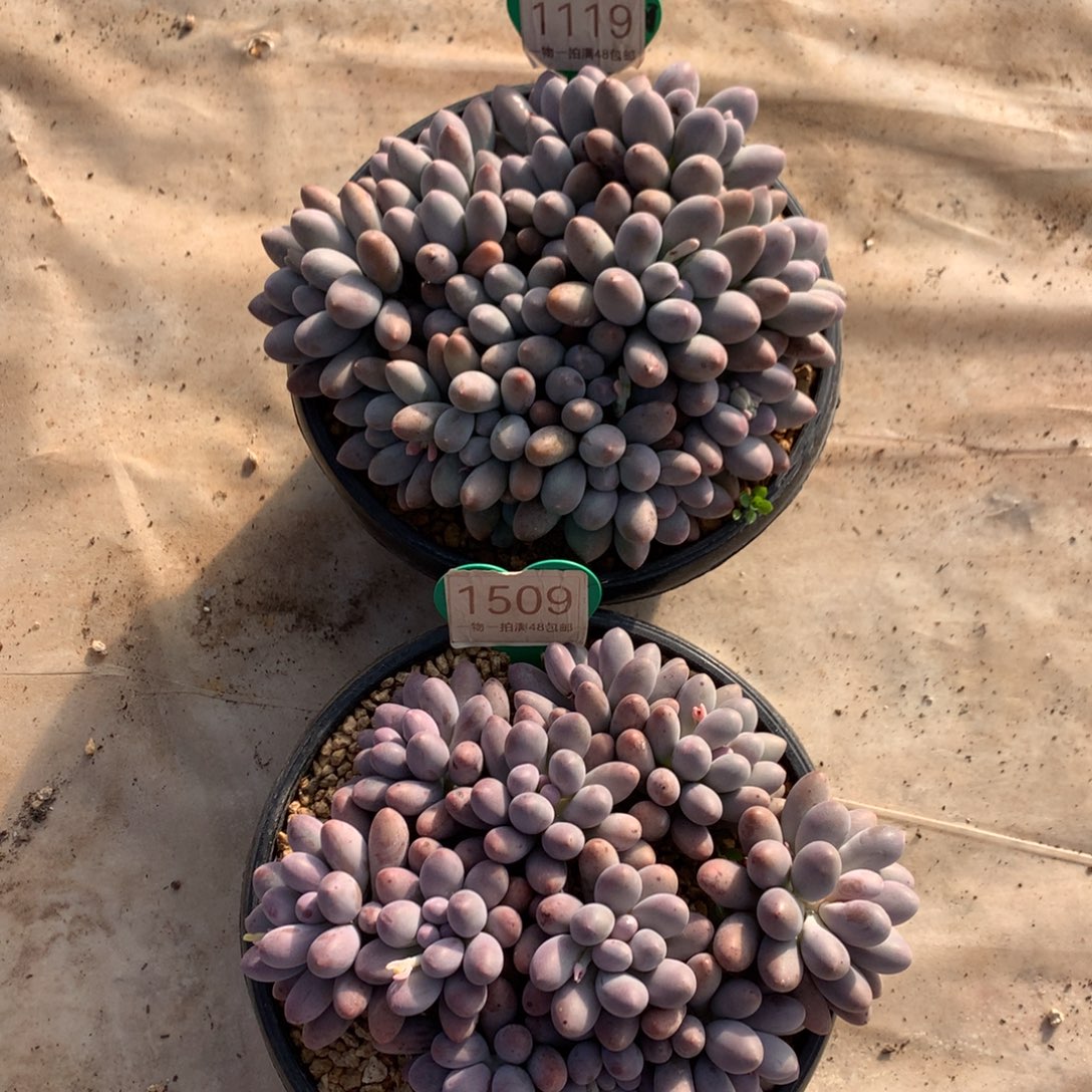 白***~大叶汤圆2颗1119-1509