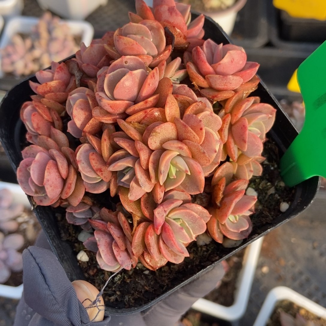 996秀妍多肉植物保护