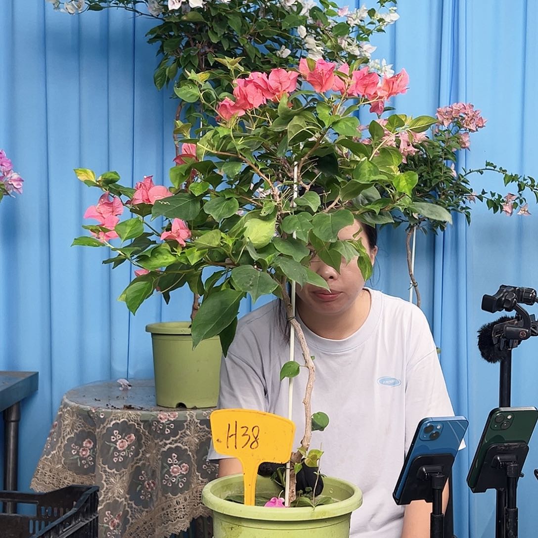 এ***柚大部分开放少量花苞H38暗夕