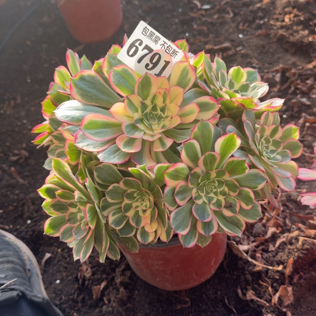 法师 丘比特6791 19-40