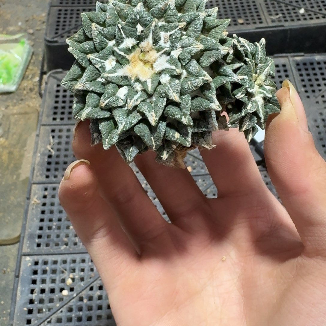 066号仙人球萝卜根