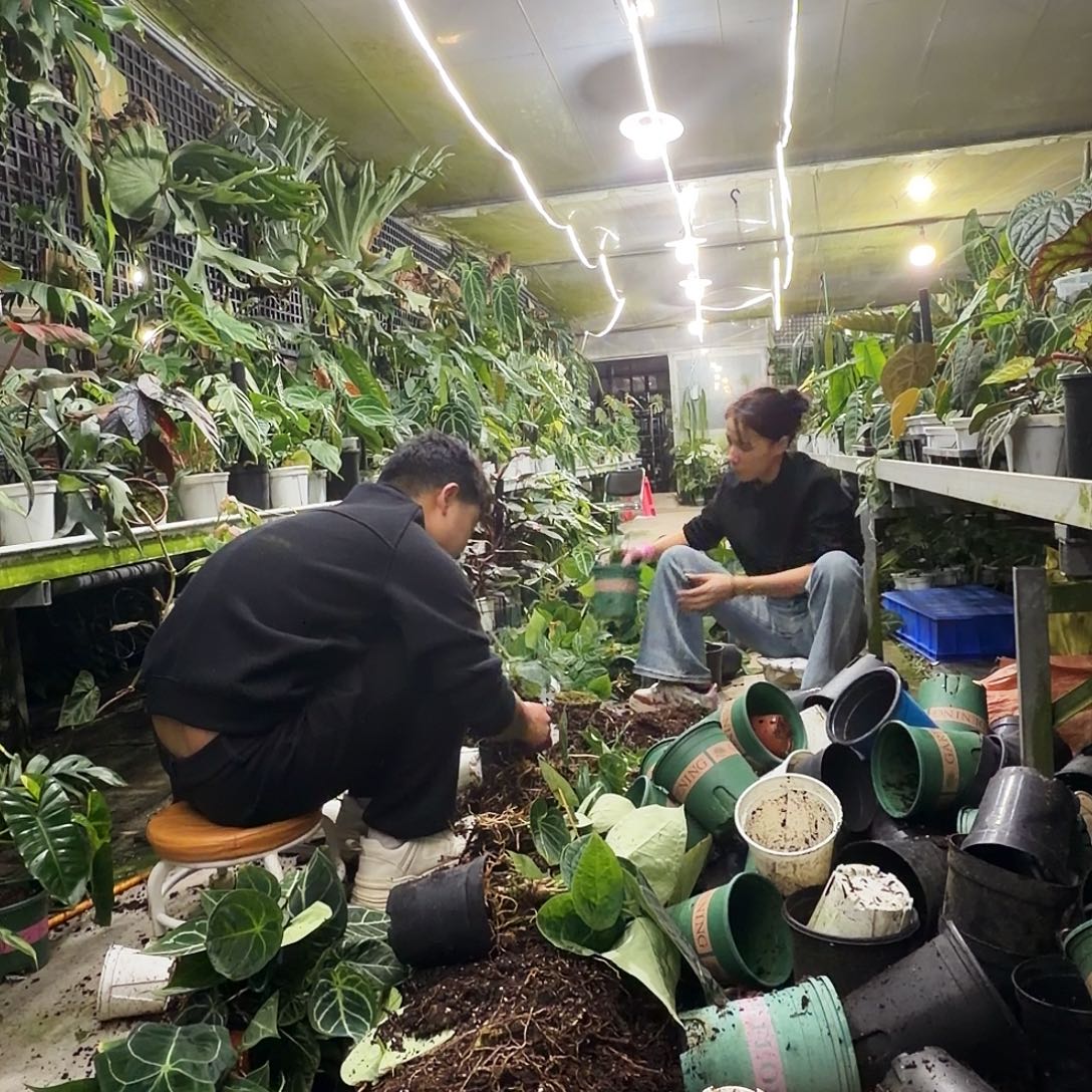 完全开放Q110 六颗大老桩无售后