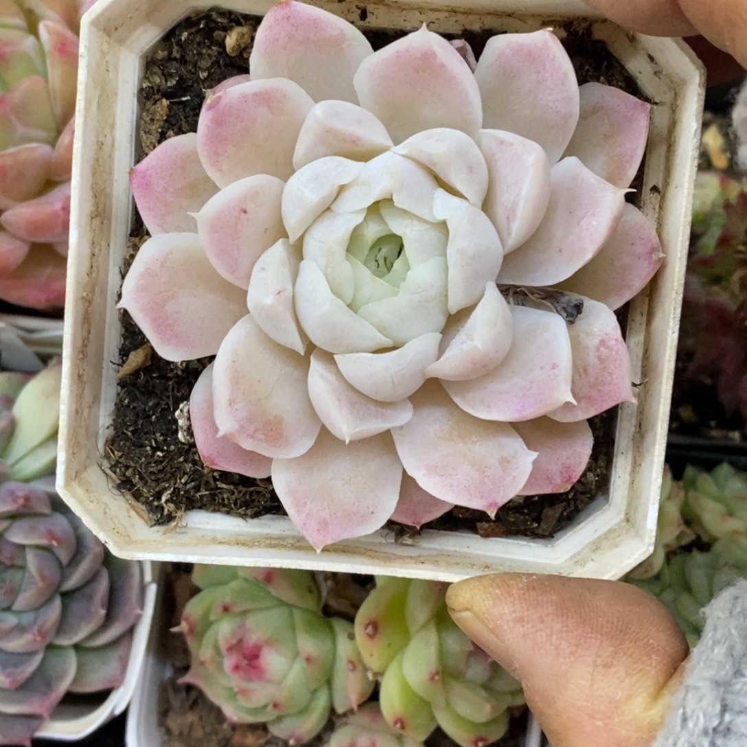 精品多肉一物一一拍不包整117