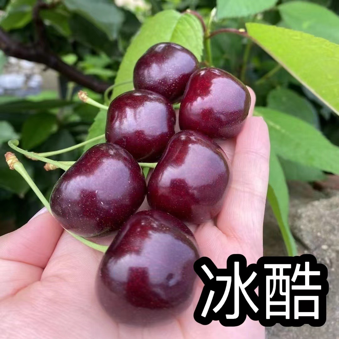 【高端品种宾库、冰酷、友谊】高甜无酸大连樱桃顺丰空运包邮
