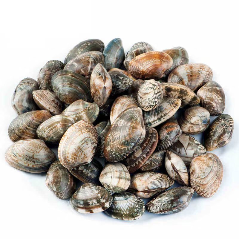 花甲 花蚬子 每斤80粒 贝类海鲜 无沙 包鲜 顺丰包邮